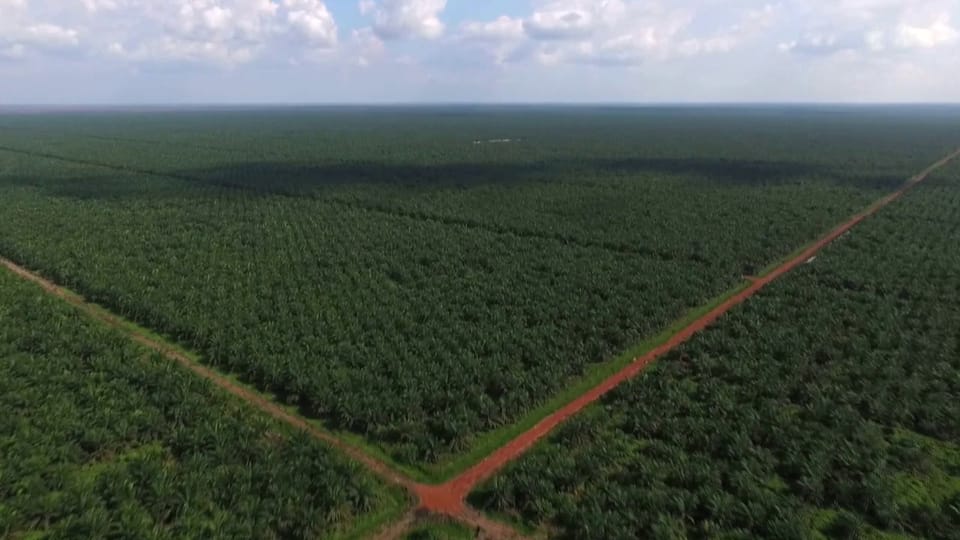 Palmöl in unseren Lebensmitteln: Der versteckte Klimakiller