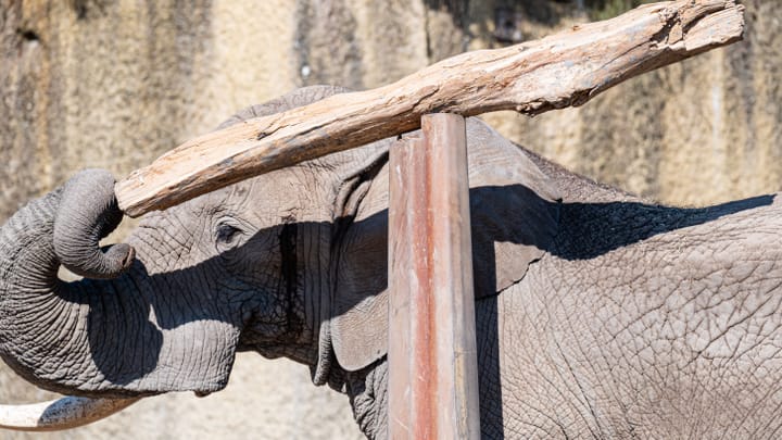 «Tusker ist ein richtiger Show-Elefant, fast schon eine kleine Rampensau»