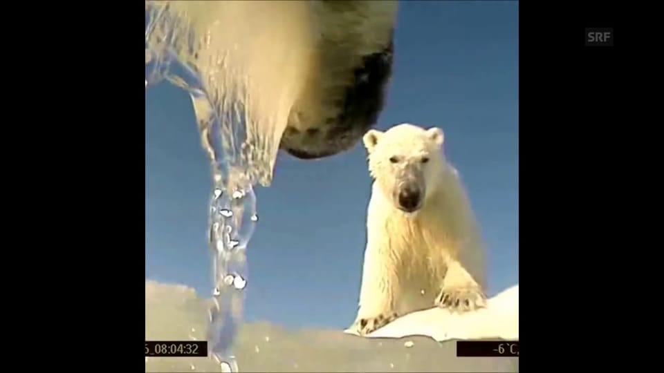 Viele Kalorien, weniger Eis: Eisbären leiden unter dem Klimawandel