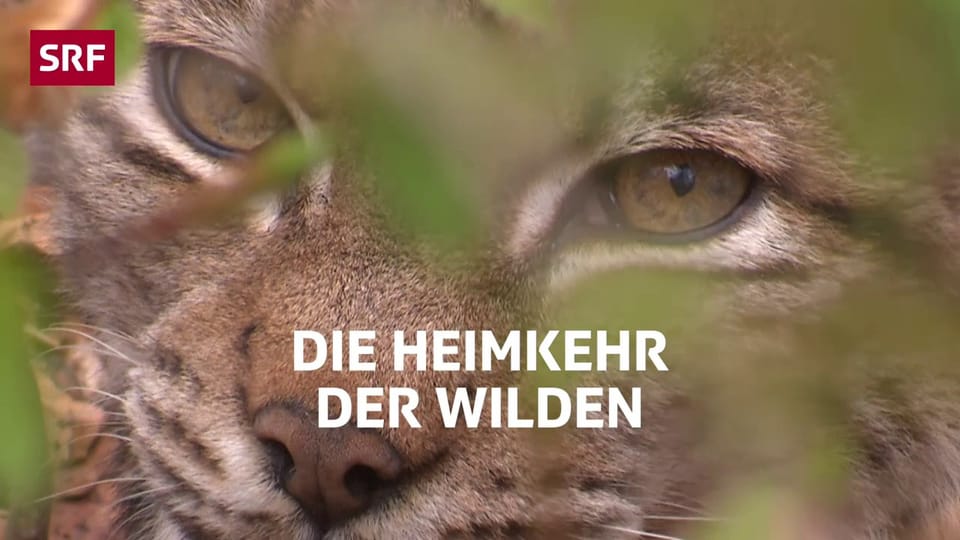Wilde Schweiz: Diese Tiere sind zurückgekehrt