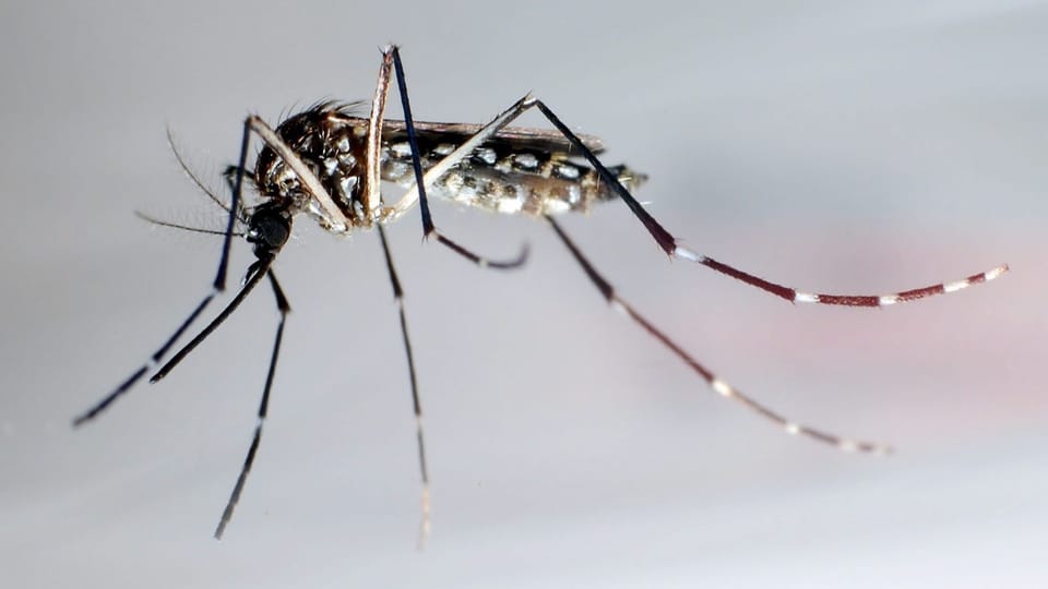 Brasilien kämpft mit Mücken gegen Denguefieber