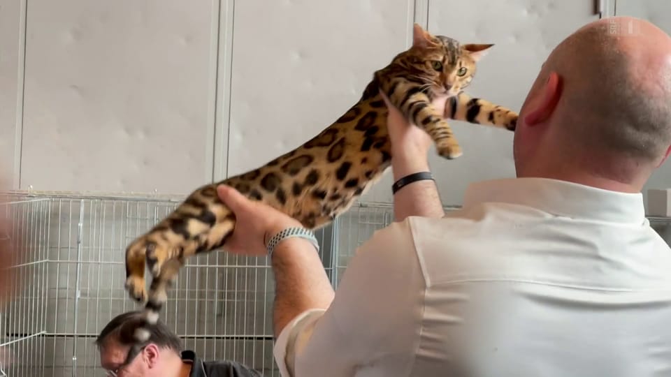 Katzenjammer – mit versteckter Kamera an Ausstellung