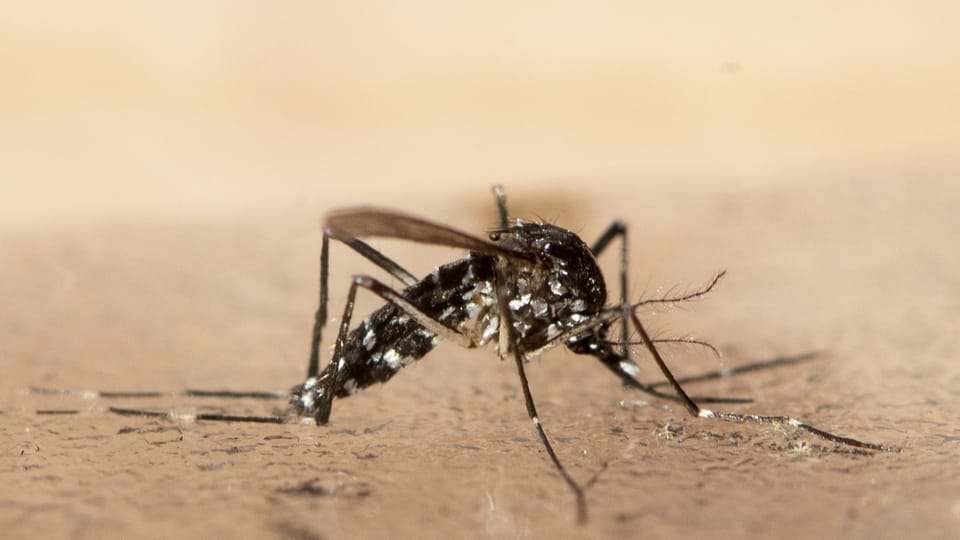 Das Dengue-Fieber wird von der Tigermücke übertragen