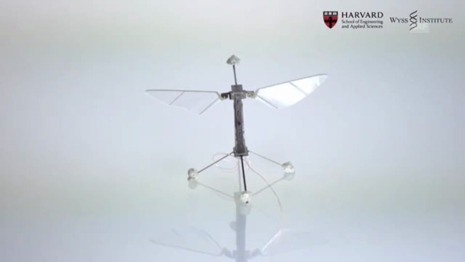 Die Roboter-Fliege im Porträt (Harvard University)