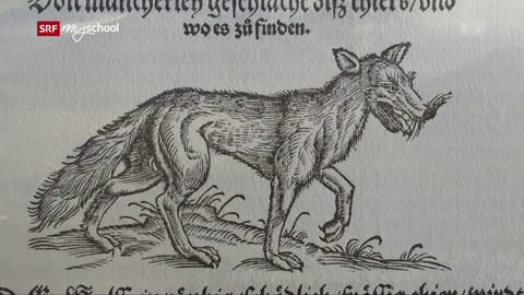 Wolf: Wölfe im Wald und im Dorf (2/3)
