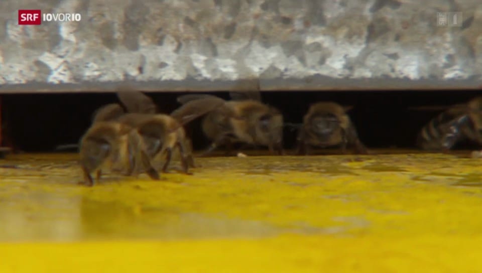 Wilde Honigbienen