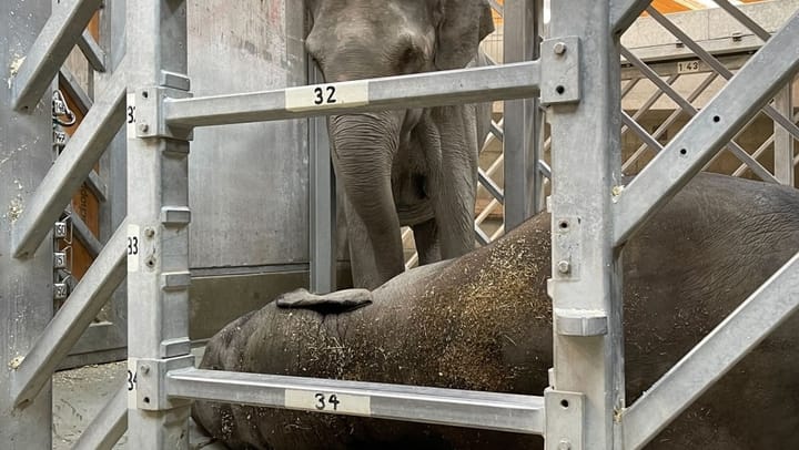 Zoodirektor Severin Dressen: «Es ist traurig und frustrierend»