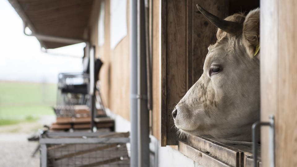 Weniger Methan: Bio Suisse will bei Tierhaltung ansetzen