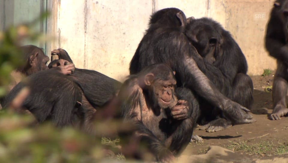 Schimpansen malen im Walter Zoo