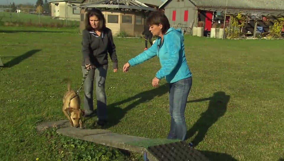 Monika Fasnacht beim Hunde-Training