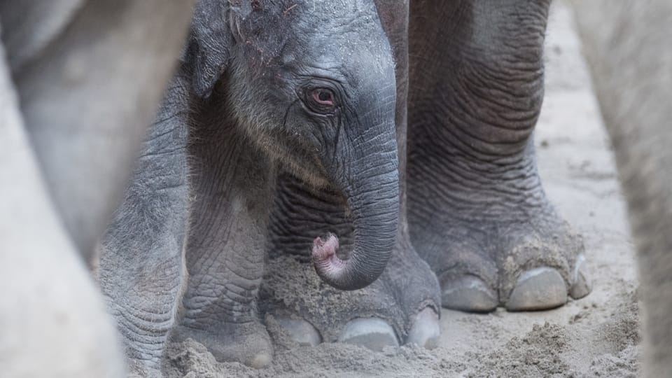 Drei kleine Elefanten im Zoo Zürich