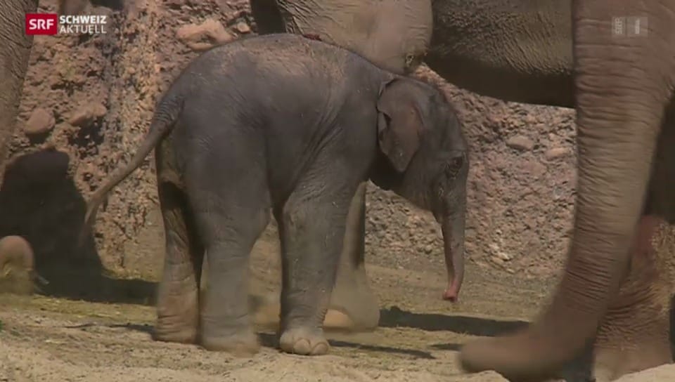Der Elefantenpark wird zum Kinderzimmer