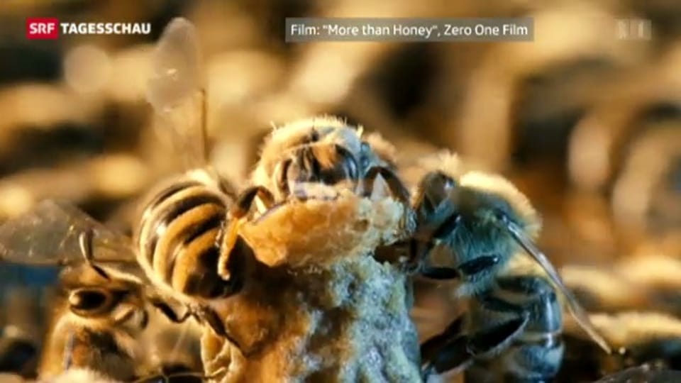 Bienensterben: Sind Insekten-Gifte schuld?