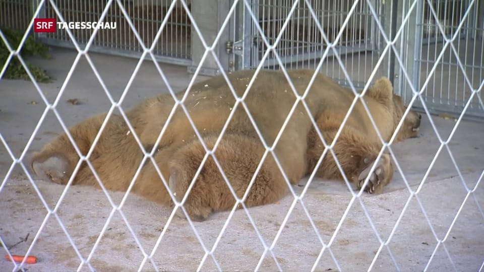 Neuer Bärenpark in Arosa mit serbischen Zirkusbären