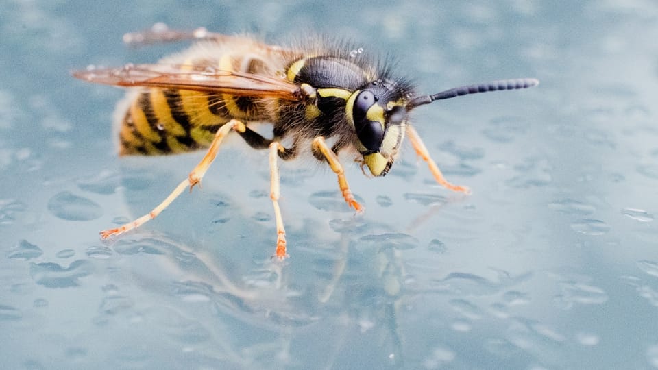 Zuckerwasser oder Bier hilft gegen die Wespenplage