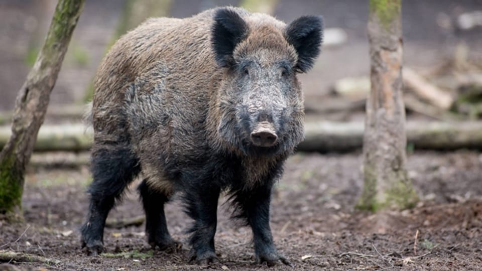 Aargauer Jäger wollen einfacher Wildschweine schiessen
