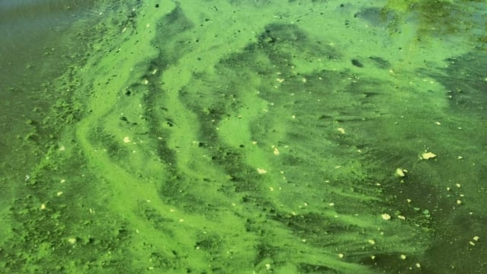 Blaualgen – Im See schlummert die Gefahr