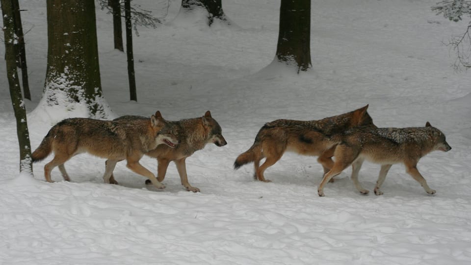 Wolfsschützer sieht keine Gefahr für den Menschen druch den Wolf