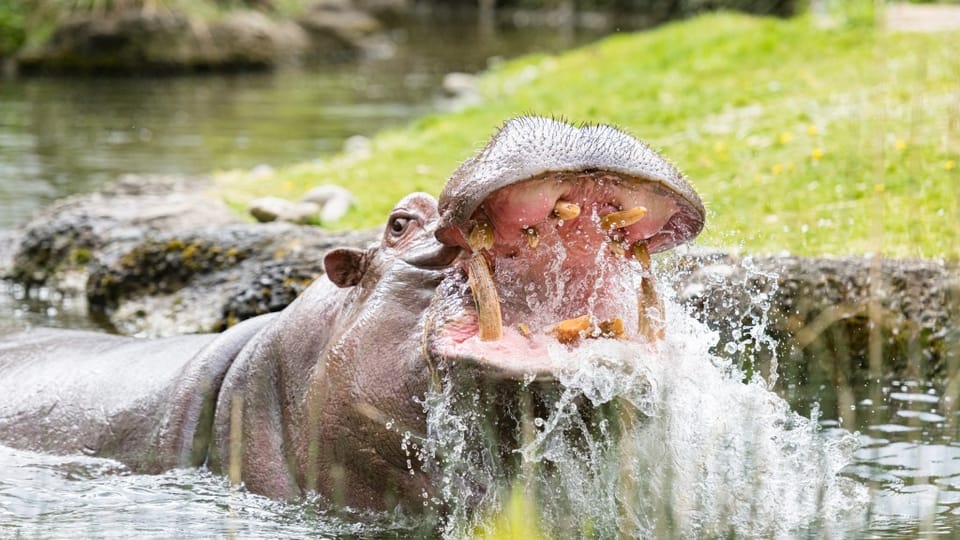 Basler Zoo will sich massiv vergrössern