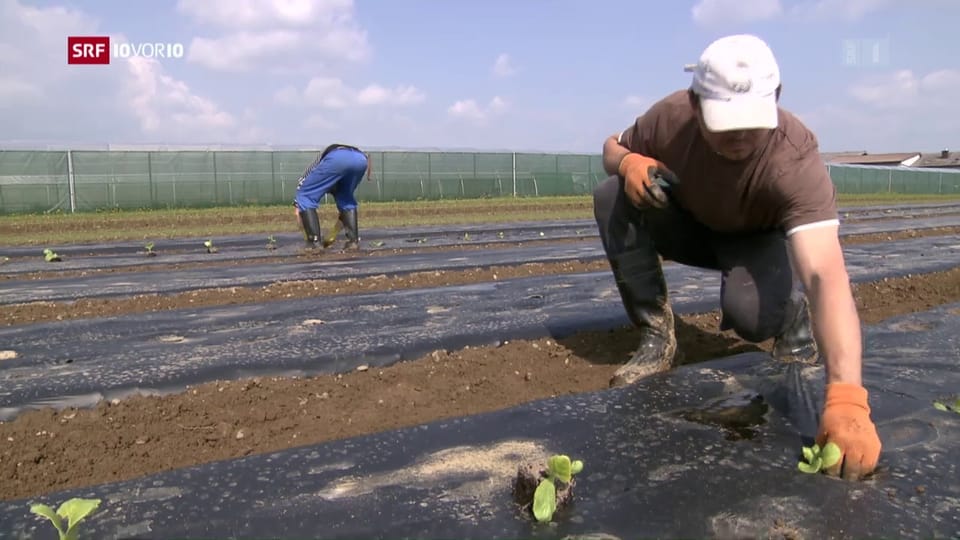 Bauern finden kaum Flüchtlinge für Feldarbeit