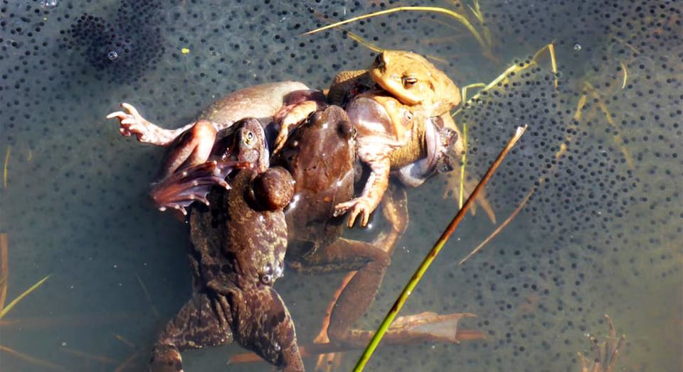 Wie Froschweibchen aufdringliche Männchen abwimmeln