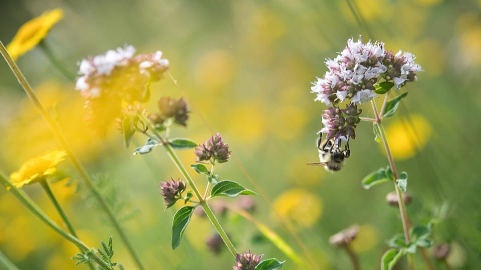 Wildbienen fördern, das können auch Landwirte – Könnte es am Geld scheitern?