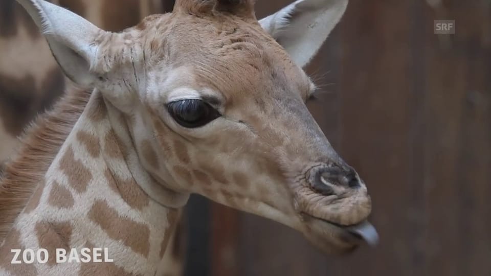 Jungtier bei den seltenen Kordofan-Giraffen