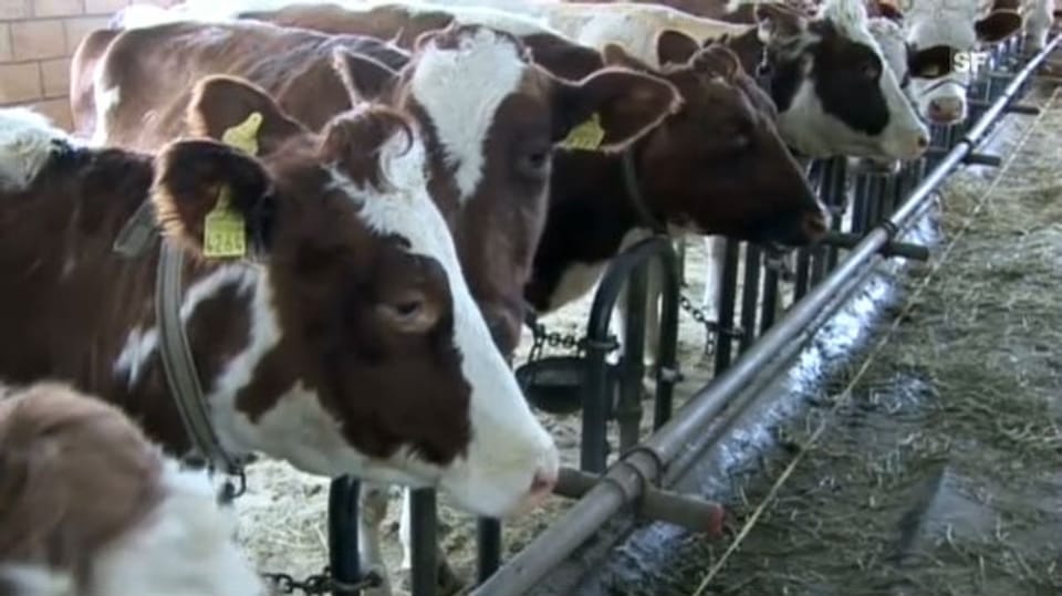 Exportschlager: Kampf um jede Kuh