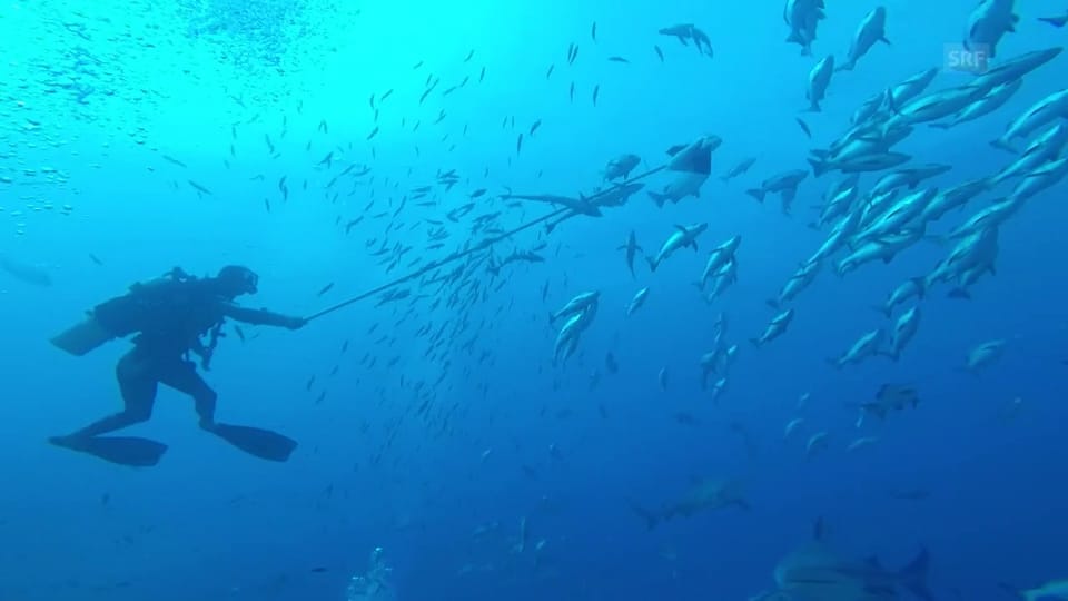 Beobachtung von Haifischen vor den Fidschis hautnah