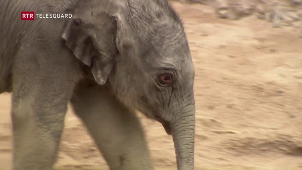 La pitschna elefanta dal zoo da Turitg