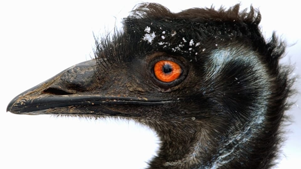 Wie das ERZ ein neues zuhause für die Emus fand