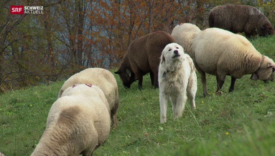 Herdenschutzhunde sorgen für Lärmklagen