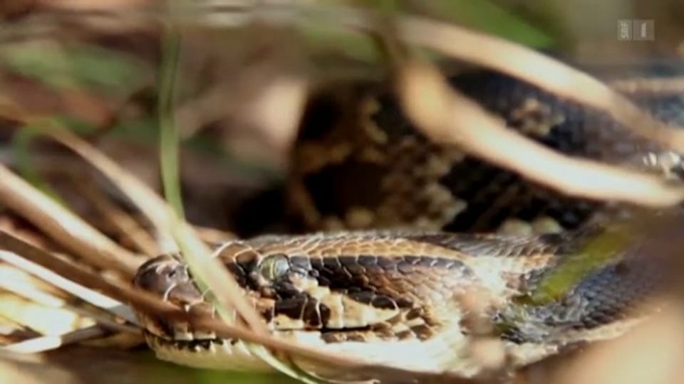 «Wanted dead or alive»: Der dunkle Tiger-Python