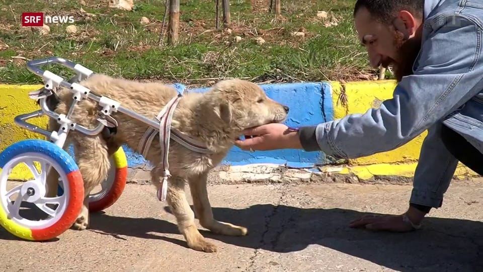 «Die Idee»: Gehhilfen für Tiere aus der Türkei