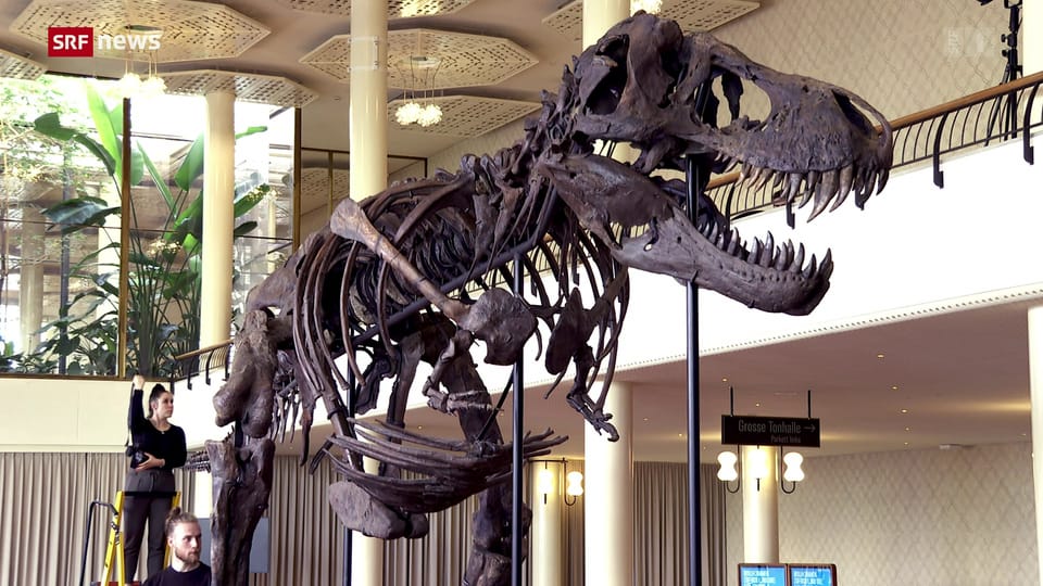 Archiv: T-Rex kommt in Zürich unter den Hammer