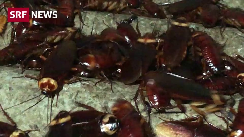 Chinese züchtet Kakerlaken