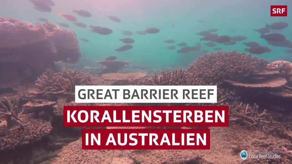Korallensterben in Australien