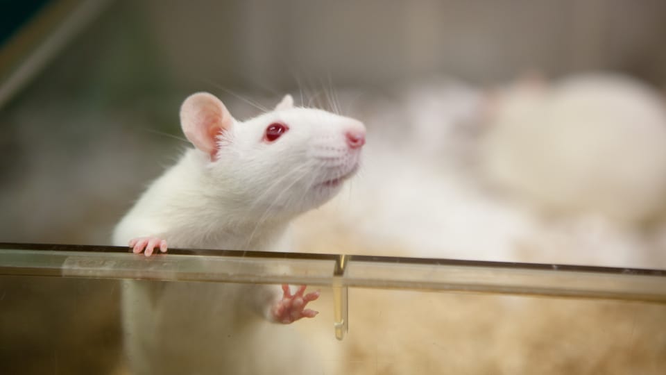 Rattenkopf mit menschlichen Hirnzellen