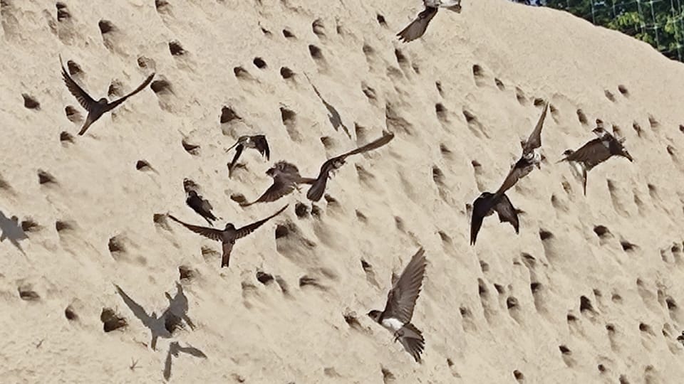 Uferschwalben nisten im Sandhaufen