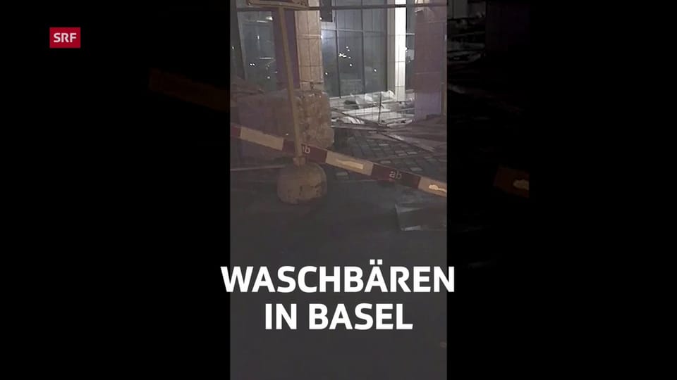 Waschbären in Basel