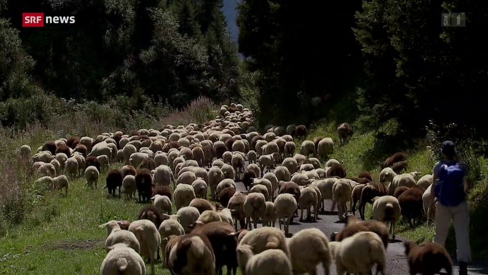 Graubünden: Vorzeitiger Alpabzug wegen Wolfsangriffen