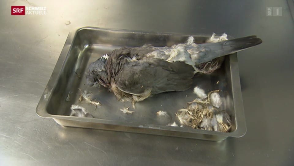 Taubenpest - viele Vögel sind bereits gestorben