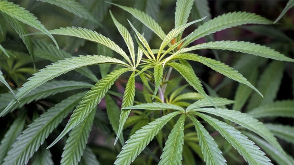 Cannabis in der Medizin – Nutzen hoch, Hürden höher