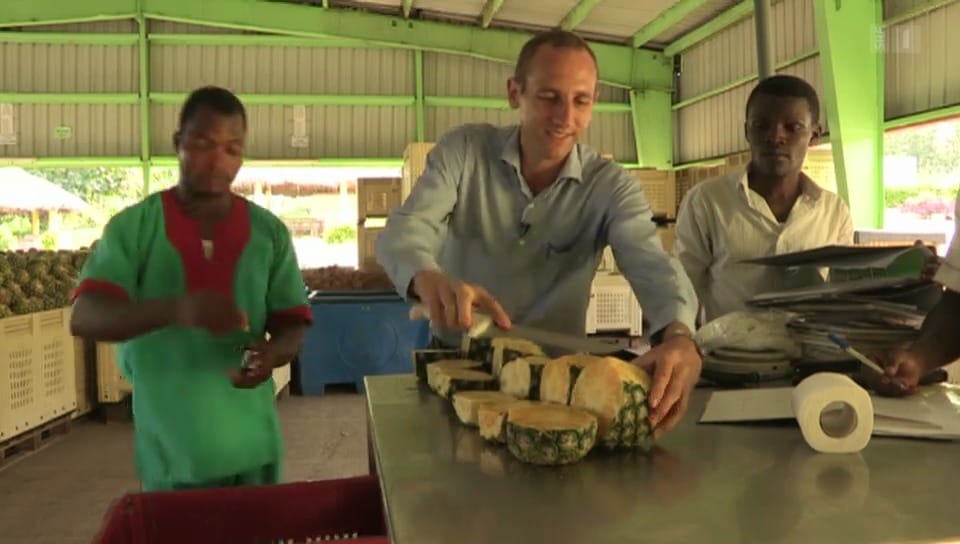Afrika-Serie: Schweizer exportiert Ananas aus Ghana