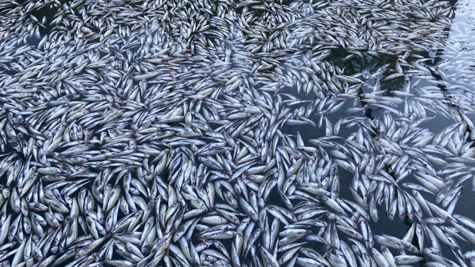 Sind Giftstoffe im Wasser schuld für das Fischsterben im Blausee? Auch ein neues Gutachten kann die Frage nicht klar beantworten.