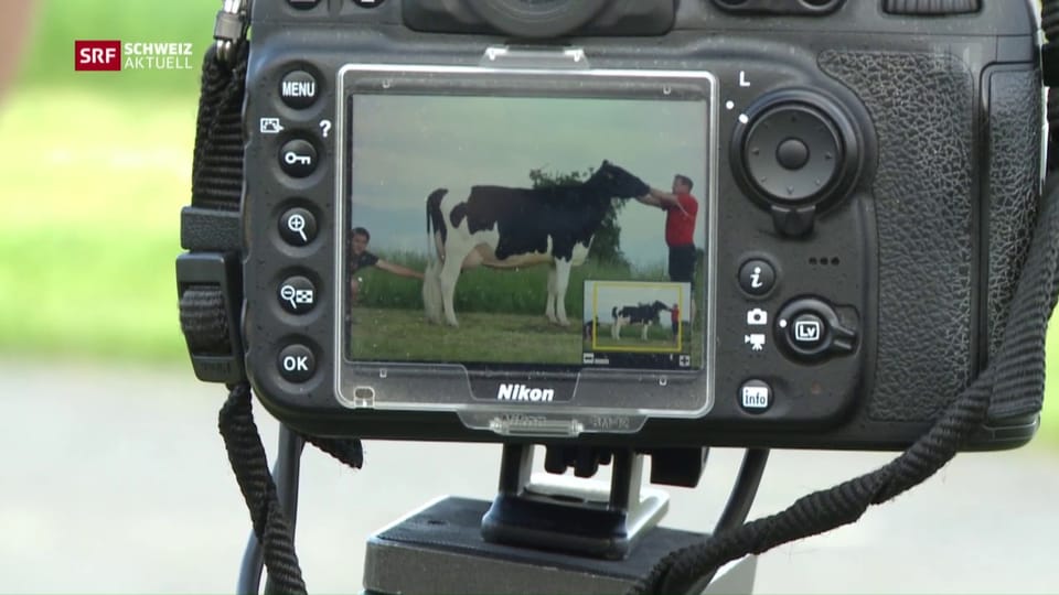 Professioneller Fotograf für Kühe