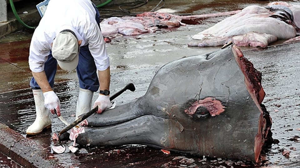 Wird sich Japan an Walfanverbot halten?