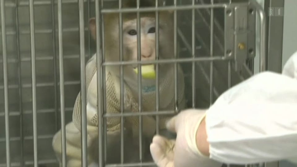 Archiv: Koreanische Forscher setzen Affen Schweineherz ein