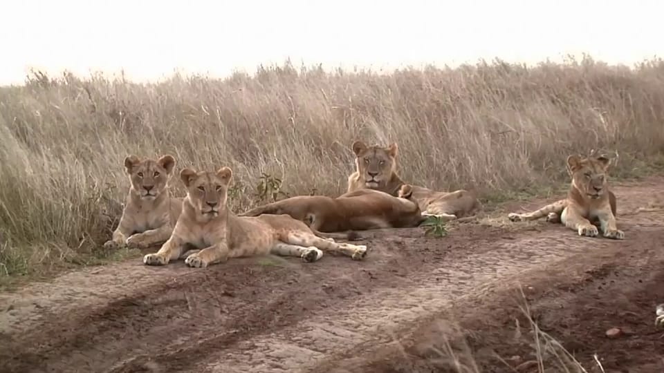 Kenianische Löwen wegen Infrastrukturboom bedroht