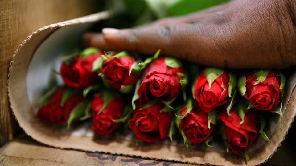 Freie Journalistin schätzt Blumensektor in Kenia ein